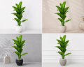 Dieffenbachia Artificielle Premium