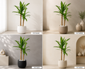 Yucca Artificielle Premium