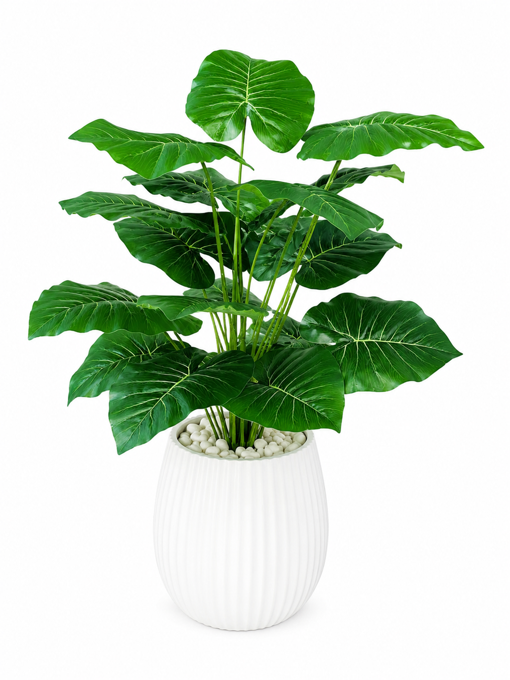 Alocasia Calidora