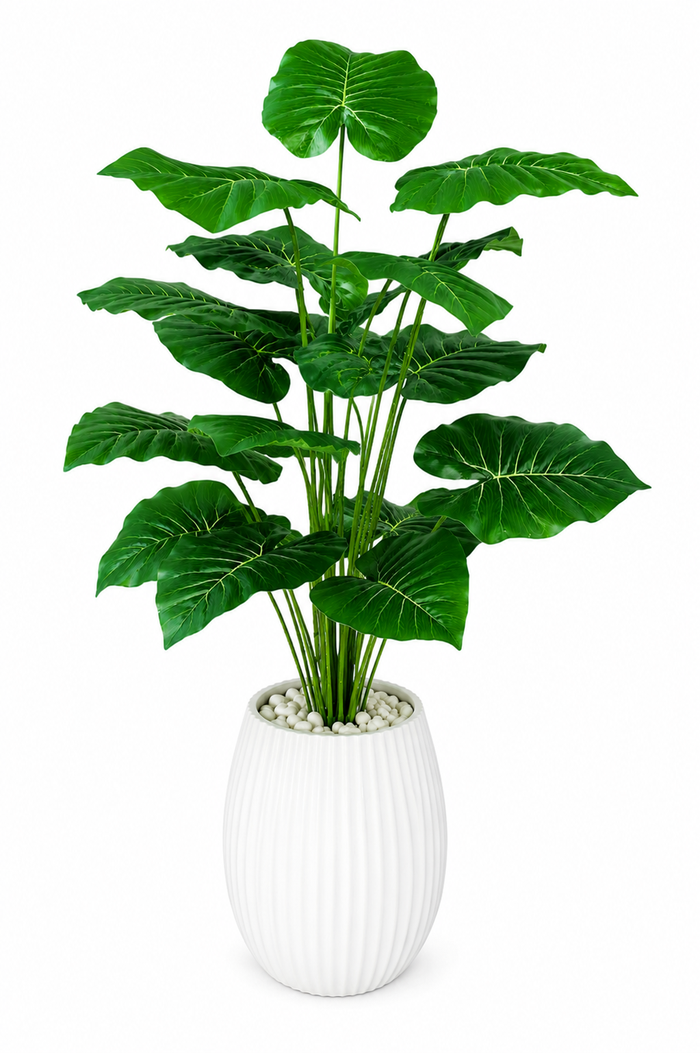 Alocasia Calidora