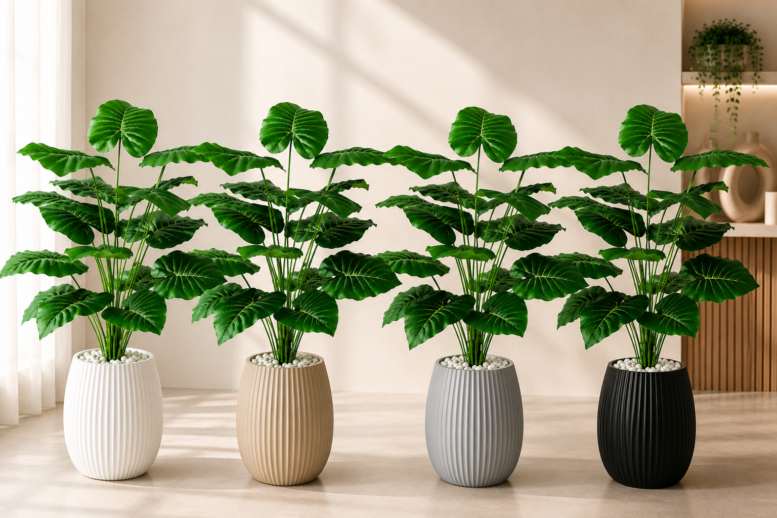 Alocasia Calidora