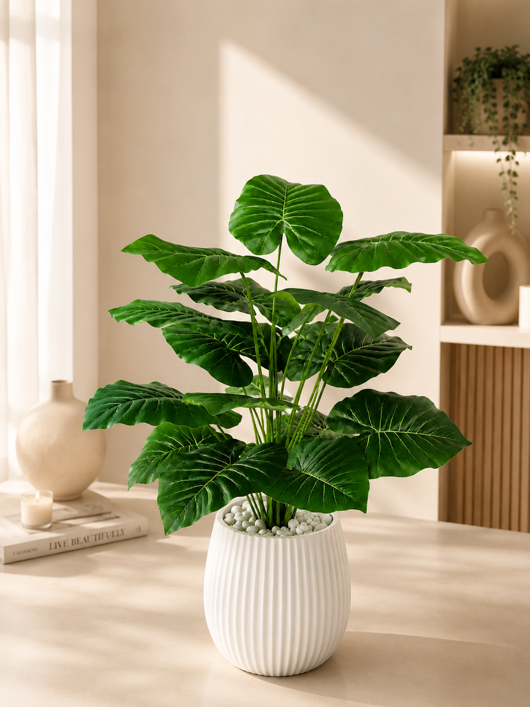 Alocasia Calidora