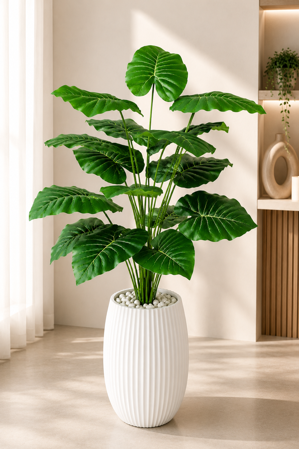 Alocasia Calidora